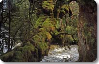 Tree on the Spey River