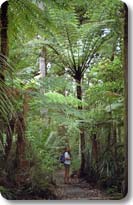 Hiking Among the Ferns