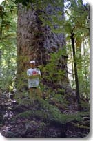 Kauri Tree on the Yakas Track