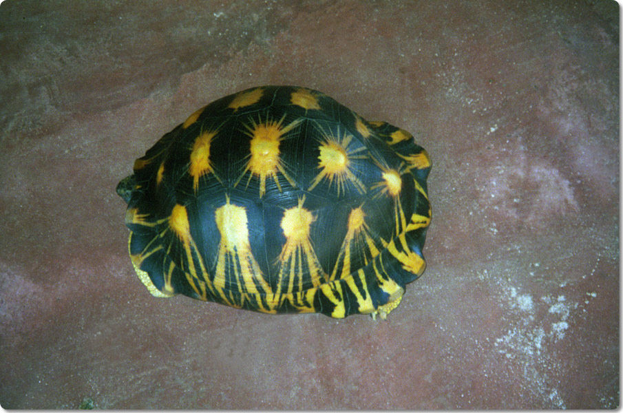 Radiated Tortoise