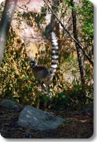 Ring Tailed Lemur