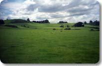 Green Countryside Of The North Island