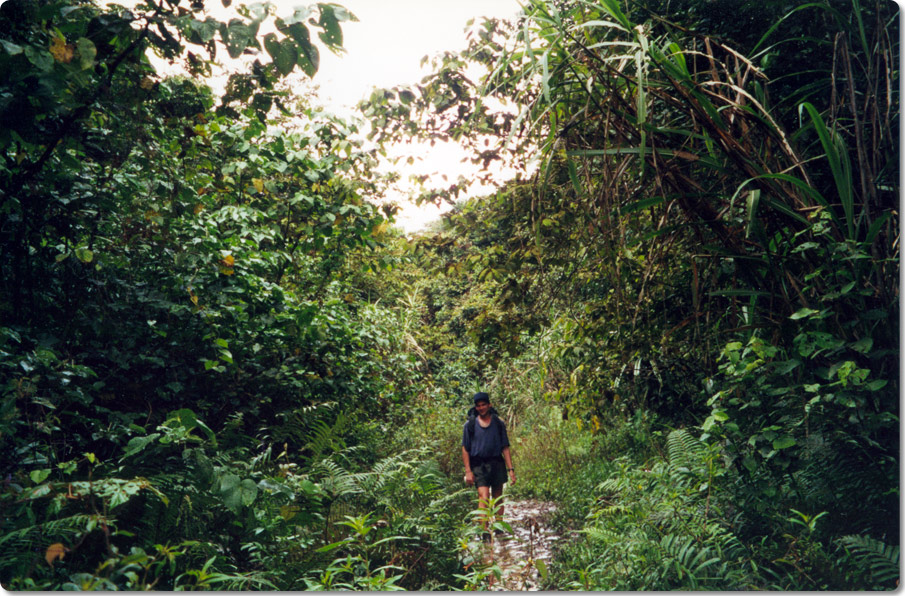 Bushwalking In The Jungle
