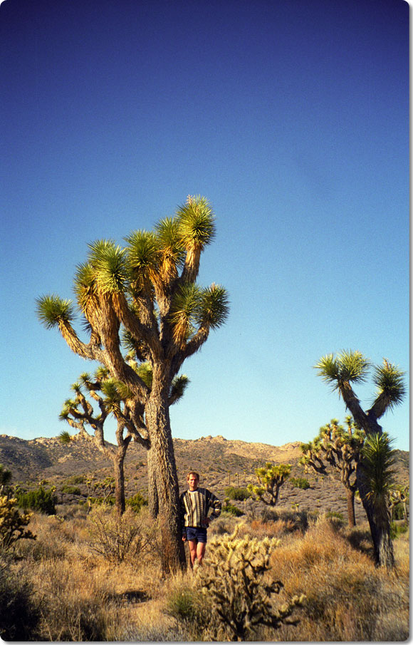 Joshua Trees In The Mojave