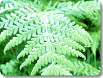 The Many Ferns