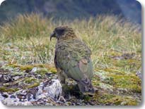 Kea