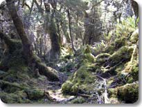Mossy Garden Along The Seaforth River
