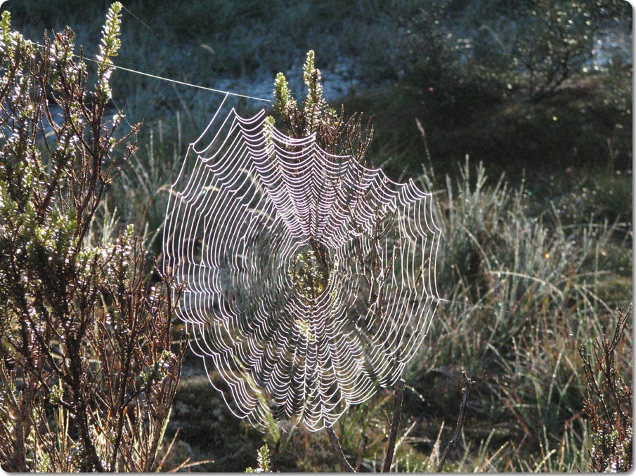 Spider Webs In The Morning Mist
