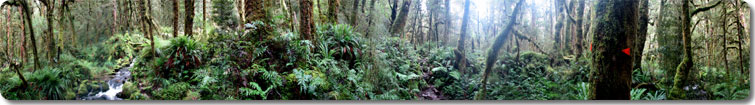 Fiordland Forests