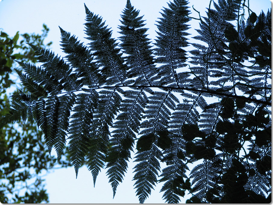 Ferns Above