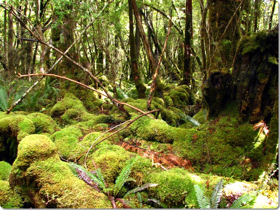 Mossy Forests